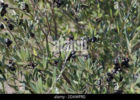 Acebuche, wilder Olivenbaum (Olea europaea var. sylvestris). Naturschutzgebiet Guadlahorce, Málaga, Andalusien, Spanien. Stockfoto