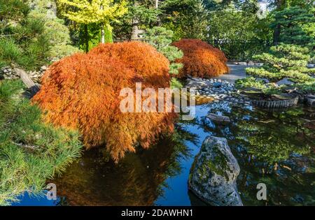 Ein Teich und japanischer Ahornbaum im Herbst. Aufgenommen in Seatac, Washington. Stockfoto