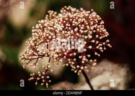 Nahaufnahme von japanischen Photinia Knospen in einem Feld unter dem Sonnenlicht mit verschwommenem Hintergrund Stockfoto