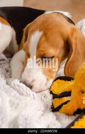Traurig aussehende Beagle Welpen Lauge auf einer Decke mit Spielzeug Stockfoto