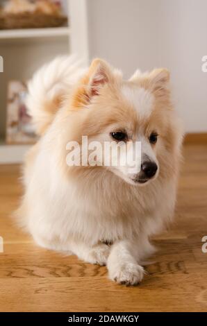 Ein Hund der pommerschen Hunderasse liegt auf dem Boden, Hintergrund Stockfoto