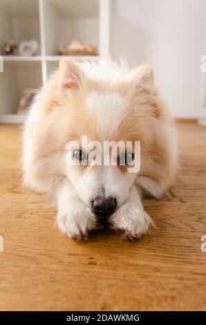 Ein Hund der pommerschen Hunderasse liegt auf dem Boden, Hintergrund Stockfoto