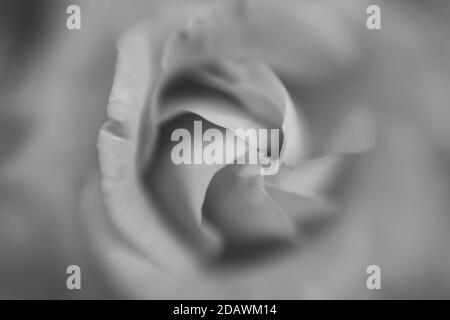 Schwarz-Weiß-Bild einer Rose fotografiert mit einem Lensbaby Sweet Spot 50. Stockfoto