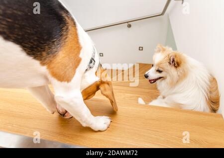 Zwei Welpenhunde, pommern und Beagle auf der Treppe. Stockfoto