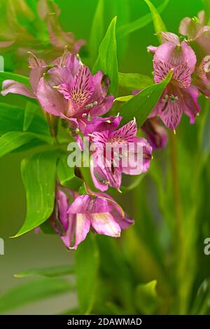 WA18089-00...WASHINGTON - eine blühende Alstroemeria. Stockfoto