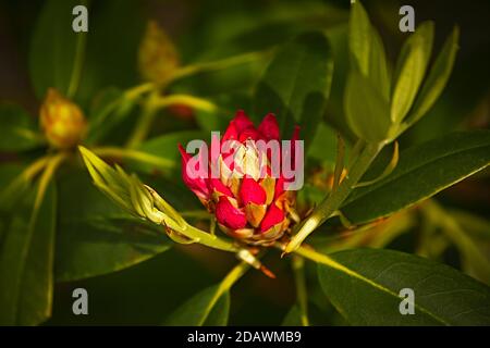 WA18090-00...WASHINGTON - Rhododendron beginnt im Frühjahr zu blühen. Stockfoto