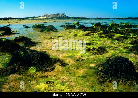 Blasengestell, Fucus vesiculosus, & Green Laver ausgesetzt bei Ebbe auf Seashore oder Shore bei Portsall Ploudalmézeau Finistère Bretagne Frankreich Stockfoto