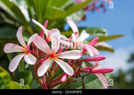 Plumeria Blumen auf Hintergrund verschwommen Stockfoto