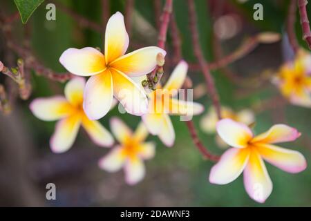 Plumeria Blumen auf Hintergrund verschwommen Stockfoto