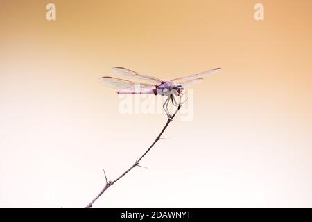 ZAPOPAN, JALISCO / MEXIKO - 09. AUGUST 2020.männlicher Rosenkimmer (Orthemis ferruginea), der auf einem Ast ruht. Aufgenommen im 'El Centinela' Forest. Stockfoto