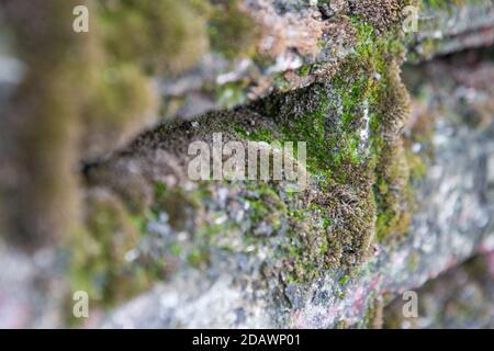 Moos und Lichen auf dem Betonwand Texturhintergrund Stockfoto