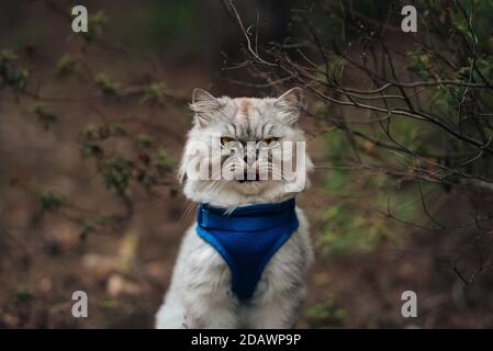 Lustige Katze mit offenem Mund und Zunge draußen sitzen. Schöne Katze mit blauem Geschirr sitzt im Wald. Stockfoto