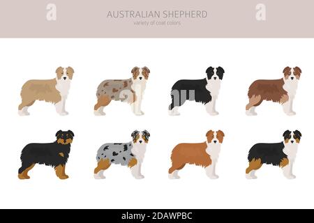 Australischer Schäferhund ohne Schwanz. Verschiedene Variationen der Fellfarbe gesetzt. Vektorgrafik Stock Vektor