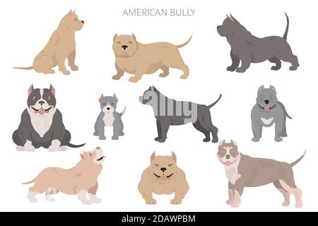 American Bully Hunde Set. Farbvarianten, verschiedene Posen. Hunde Infografik Kollektion. Vektorgrafik Stock Vektor