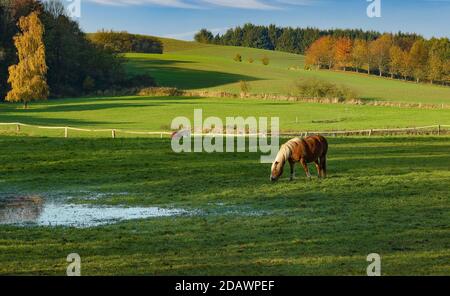 Das braune Pferd wurde beim Essen nicht gestört. Farblich passte er perfekt zur herbstlichen und hügeligen Landschaft. Stockfoto