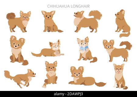 Chihuahua Hunde in verschiedenen Posen. Set für Erwachsene und Welpen. Vektorgrafik Stock Vektor