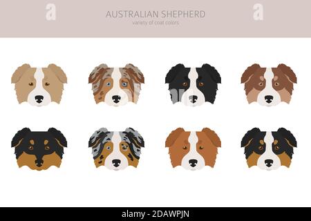 Australischer Schäferhund ohne Schwanz. Verschiedene Variationen der Fellfarbe gesetzt. Vektorgrafik Stock Vektor