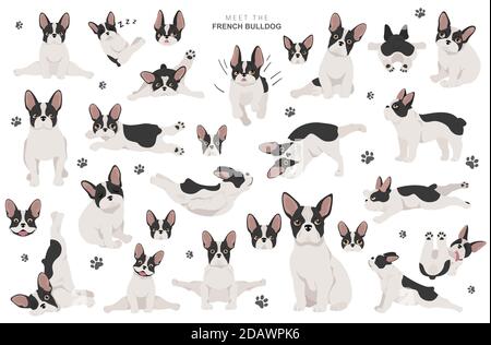 Yoga hunde Posen und Übungen. Französische Bulldogge clipart. Vector Illustration Stock Vektor