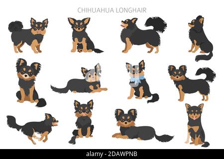 Chihuahua Hunde in verschiedenen Posen. Set für Erwachsene und Welpen. Vektorgrafik Stock Vektor