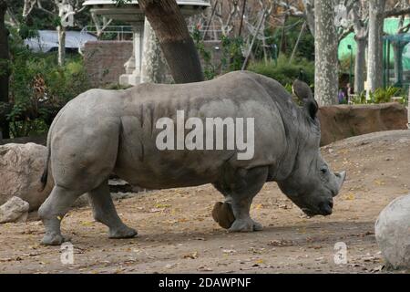 nashörner beim Wandern im Park Stockfoto