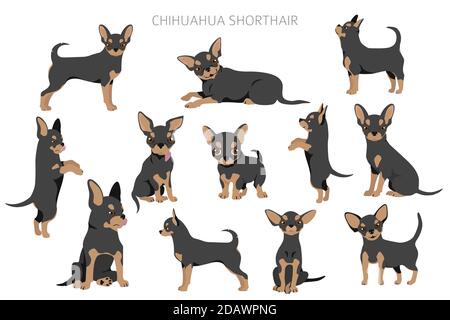 Chihuahua Hunde in verschiedenen Posen. Set für Erwachsene und Welpen. Vektorgrafik Stock Vektor