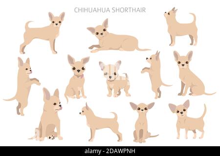 Chihuahua Hunde in verschiedenen Posen. Set für Erwachsene und Welpen. Vektorgrafik Stock Vektor