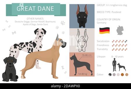 Great dane Hund isoliert auf weiß. Charakteristisch, Farbvarianten, Temperament Info. Hunde Infografik Kollektion. Vektorgrafik Stock Vektor