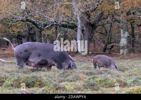 Große Schwarze Sau Und Ferkel Nahrungssuche Während Der Pannage Im New Forest UK, wo Schweine freigesetzt werden Entfernen Sie Die Eicheln Stockfoto