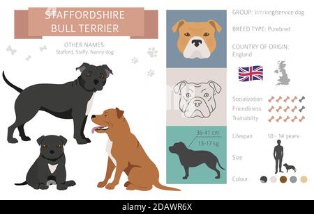 Staffordshire Bullterrier Hund isoliert auf weiß. Charakteristisch, Farbvarianten, Temperament Info. Hunde Infografik Kollektion. Vektorgrafik Stock Vektor