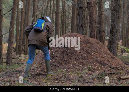 Frau mit Rucksack untersucht EIN großes WaldAmeisen Nest, Formica Rufa, in EINEM Kiefernwald, Hampshire Großbritannien Stockfoto