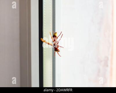 Wespe kriecht die Fensterscheibe zur Seite Blick. Fenster mit Doppelverglasung, Fenster zu öffnen. Tageslicht. Nahaufnahme, selektiver Fokus Stockfoto