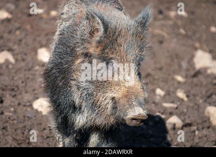 Ein Winterbild eines Wildschweines, Sus Scofa, in Bolton Caslel in Wensleydale im Yorkshire Dales National Park, England. 19. Februar 2012 Stockfoto