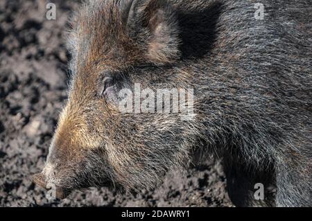 Ein Winterbild eines Wildschweines, Sus Scofa, in Bolton Caslel in Wensleydale im Yorkshire Dales National Park, England. 19. Februar 2012 Stockfoto