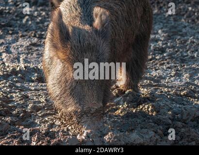 Ein Winterbild eines Wildschweines, Sus Scofa, in Bolton Caslel in Wensleydale im Yorkshire Dales National Park, England. 19. Februar 2012 Stockfoto