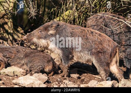 Ein Winterbild eines Wildschweines, Sus Scofa, in Bolton Caslel in Wensleydale im Yorkshire Dales National Park, England. 19. Februar 2012 Stockfoto