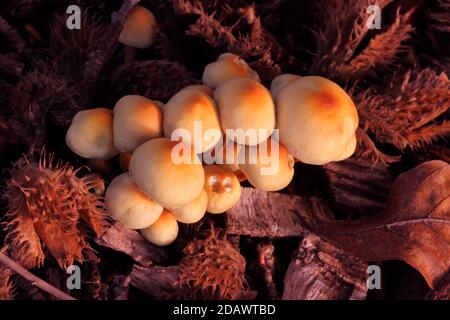 Flammulina velutipes (Samtschaft) enoki Pilze orange und gelbe Pilze oder Toadstools wachsen auf Rindenausschnitte in Großbritannien Stockfoto