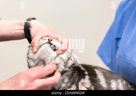 Vet untersucht eine graue Katze. Zahnärztliche Kontrolle in der Tierarztpraxis Stockfoto