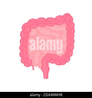 Vector Darm medizinische Illustration in flachen Stil, Struktur des menschlichen Dickdarms, innere Organe, Verdauungstrakt. Stock Vektor