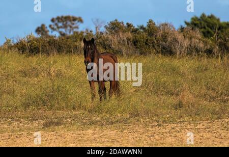 Wildpferd, der Besucher am Strand ansieht Stockfoto