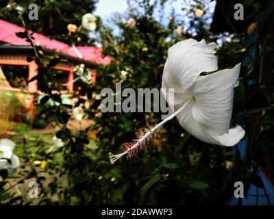 Weiße Hibiskusblüte in einer Pflanze. Es ist eine Gattung von blühenden Pflanzen in der Malve Familie, Malvaceae. Stockfoto