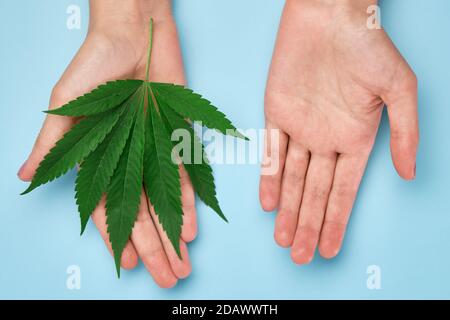 Draufsicht auf die Frauenhand, die ein grünes Marihuana hält Blatt auf dem blauen Hintergrund mit Kopierfläche Stockfoto