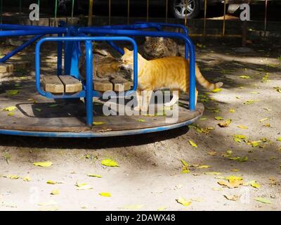 Straßenkatzen auf einer Kinderschaukel im Hof Stockfoto