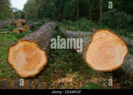 Gefällte Douglasien, klare Jahresringe im Querschnitt Stockfoto