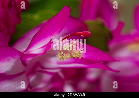 Nahaufnahme der rosa Blüten des Weihnachtskaktus, Schlumbergera truncata Stockfoto