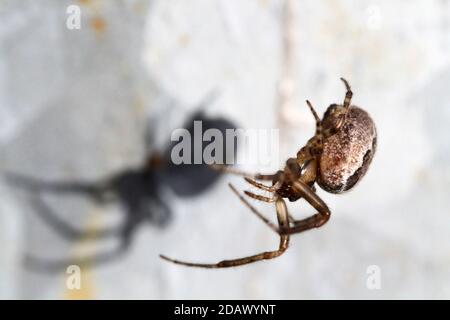 Orb Spider (Larinioides Cornutus) im Netz Stockfoto