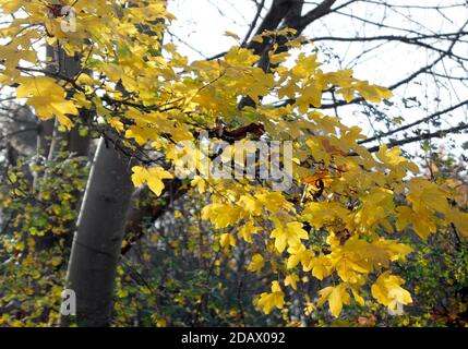 Goldene Blätter auf einem Sycamore Baum im Herbst Stockfoto