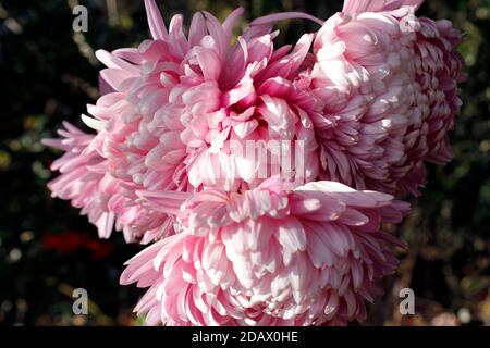 Nahaufnahme von Allouise rosa Chrysantheme Stockfoto