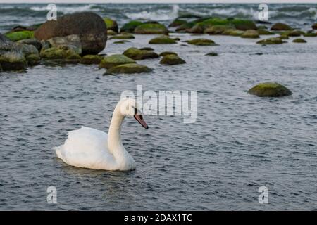 Ein Schwan schwimmt in den baltischen Gewässern in der Abenddämmerung, Ostseeküste, Kaliningrad Region, Russland Stockfoto