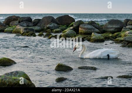 Ein Schwan schwimmt in den baltischen Gewässern in der Abenddämmerung, Ostseeküste, Kaliningrad Region, Russland Stockfoto