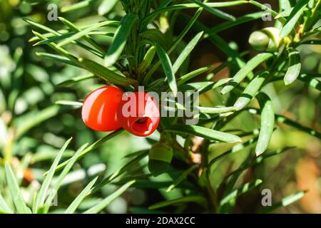 Rote Beeren der Eibe Stockfoto